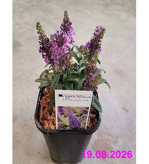 Buddleja dav. 'Butt.Candy Little Lila'® C 1,4 L